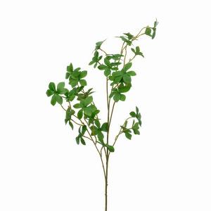 105cm Enkianthus perulatus 