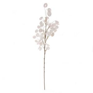 106cm silver dollar or money plant Lunaria annua stem LY27412