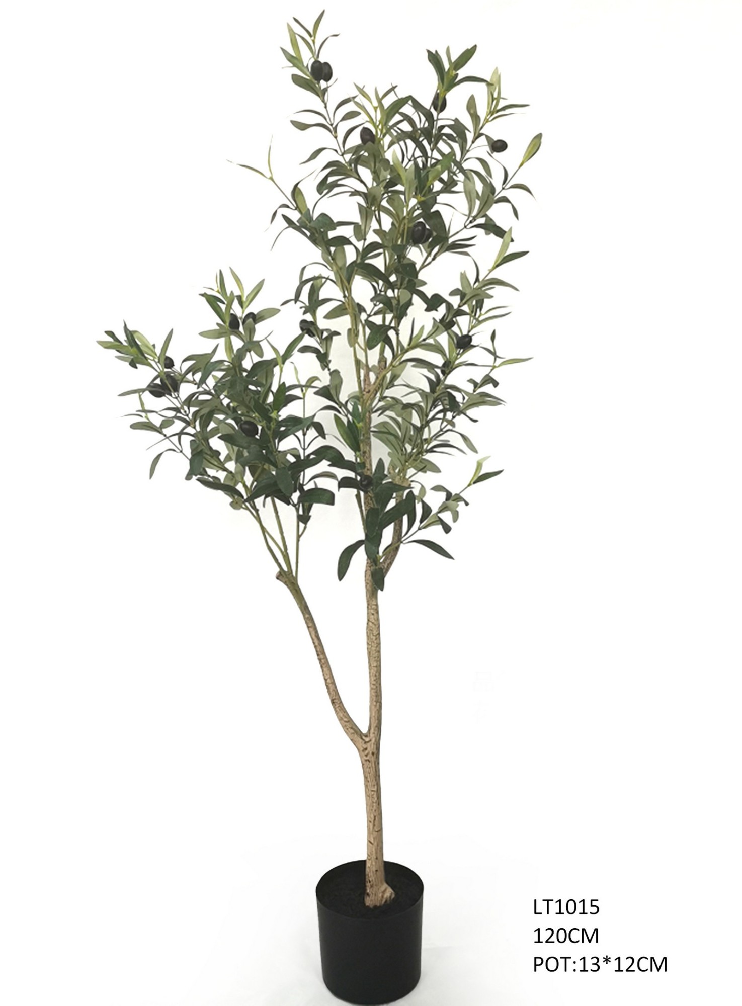 1.2m  Olive Tree