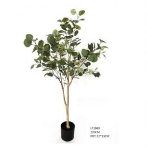 1.2m Silver Dollar Eucalyptus  tree