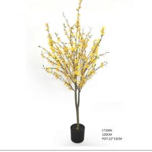 1.2m forsythia plant