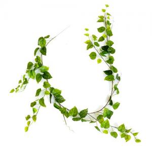 1.5 meter  devils ivy Epipremnum