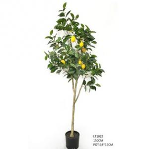 1.5m Lemon Tree