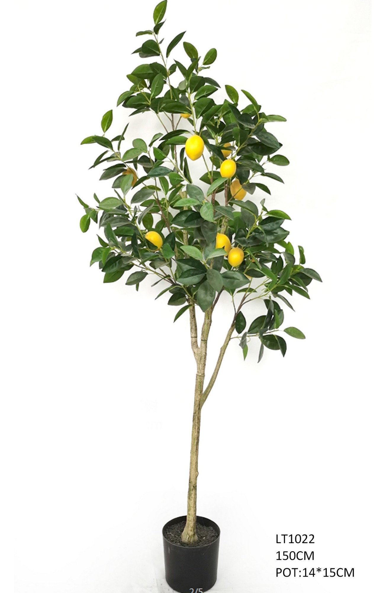1.5m Lemon Tree