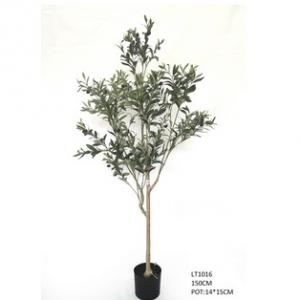 1.5m  Olive Tree