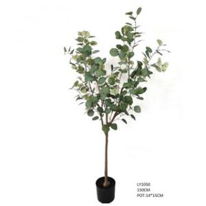 1.5m Silver Dollar Eucalyptus  tree