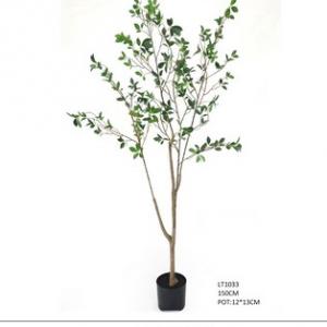 1.5m Tea-oil camellia