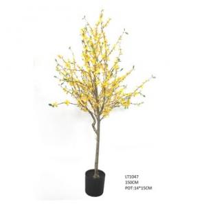 1.5m forsythia plant