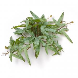 17cm Variegated Pteris Cretica ribbon fern 23lvs