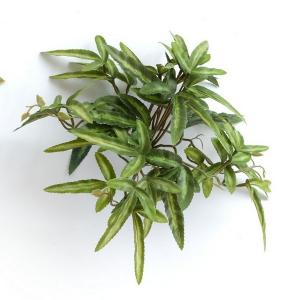 17cm Variegated Pteris Cretica ribbon fern 36lvs