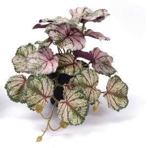 17cm alumroot potted