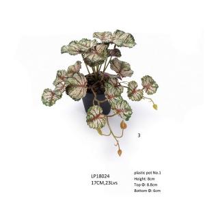 17cm alumroot potted