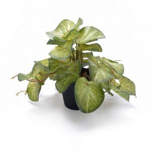 18cm begonia leaf plant  potted 36lvs