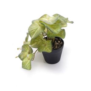18cm begonia leaf plant  potted