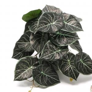 18cm potted caladium 