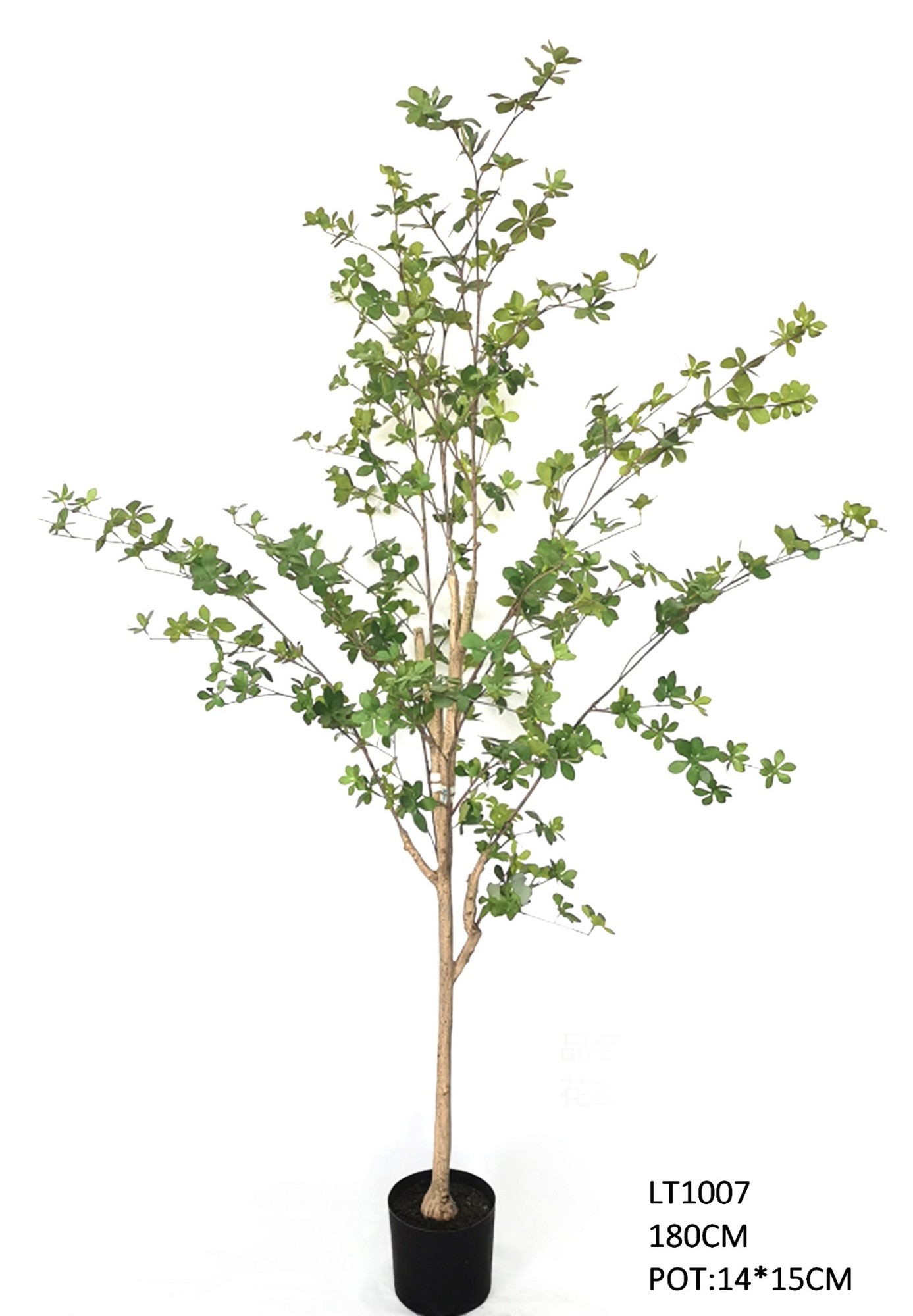 1.8m Enkianthus Perulatus Tree