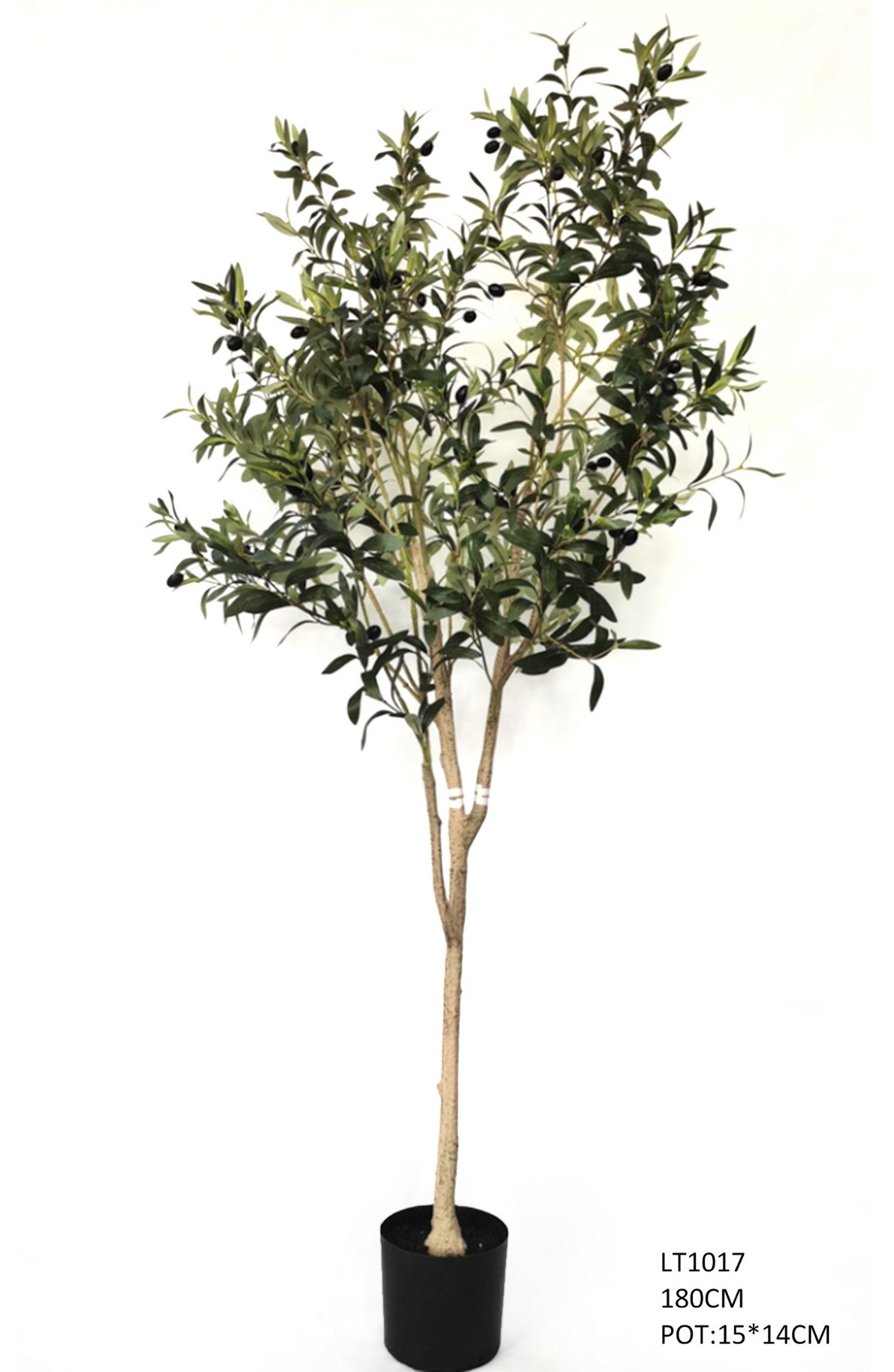 1.8m  Olive Tree