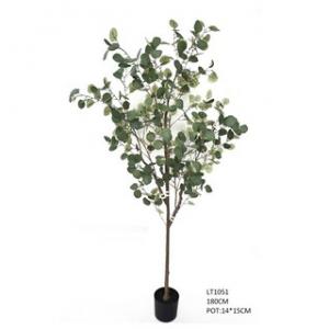 1.8m Silver Dollar Eucalyptus  tree