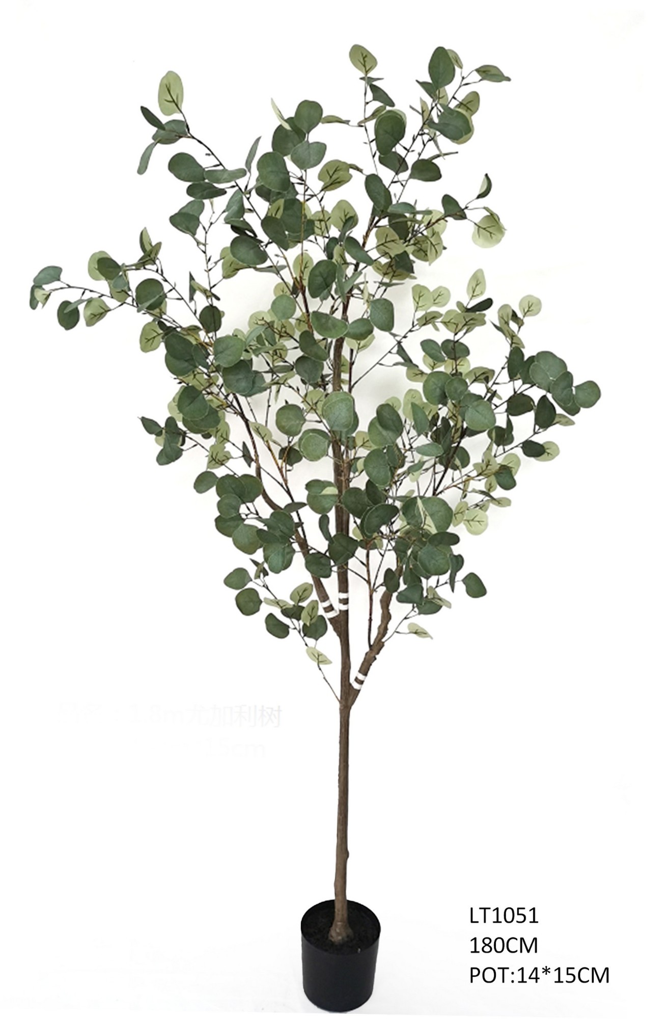 1.8m Silver Dollar Eucalyptus  tree