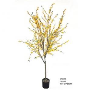 1.8m forsythia plant