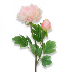 LY122326  2 heads peony