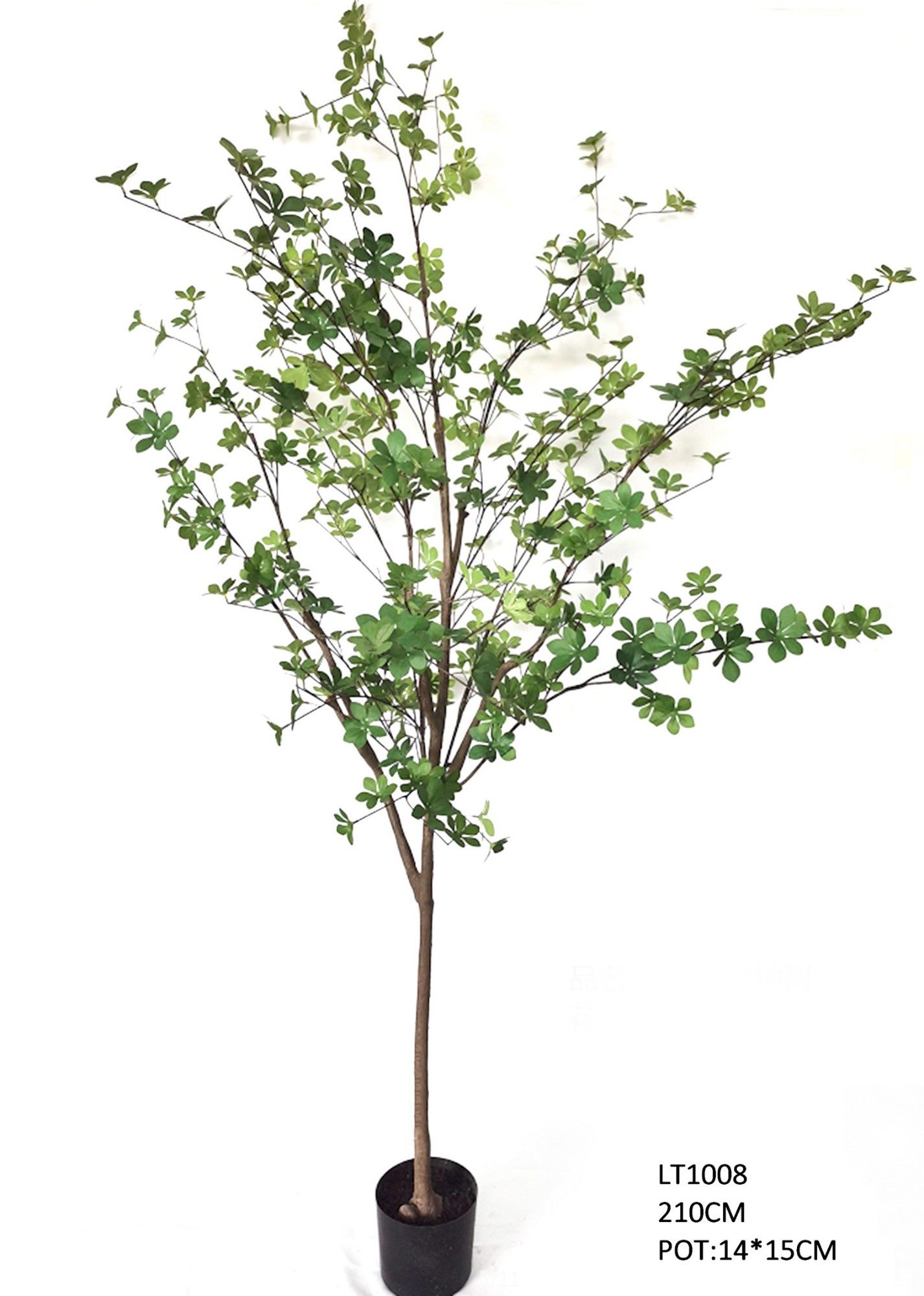 2.1m   Enkianthus Perulatus Tree