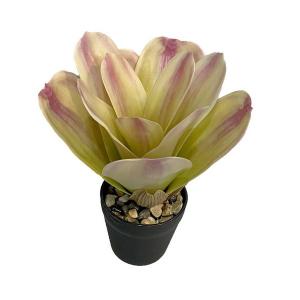 23CM Aechmea fasciata plan in pot