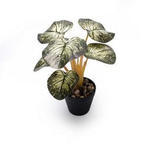 24cm begonia leaf plant  potted