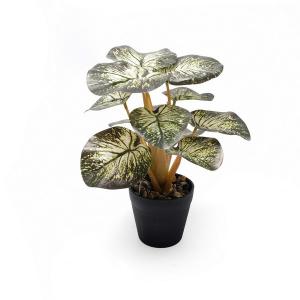 25cm,abt 210g in pot No.1