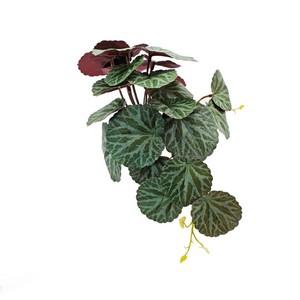 25cmberry Begonia or Saxifraga stolonifera small bush LY16802