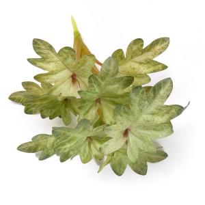 26cm Philodendron selloum bush 11lvs