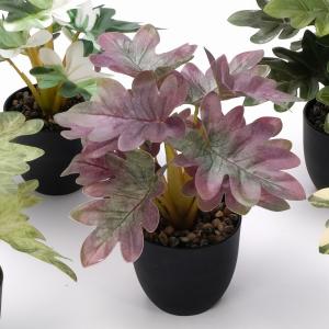 26cm Philodendron selloum