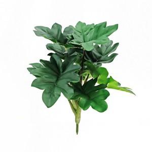 28cm Hope  Philodendron plant LY16809