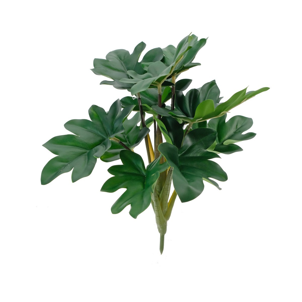28cm Hope  Philodendron plant LY16809