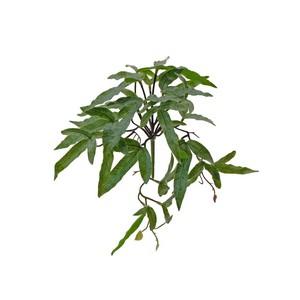 30cm Felt fern Pyrrosia hastata LY16800