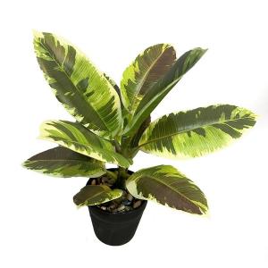 30cm Ficus elastica rubber plant in pot