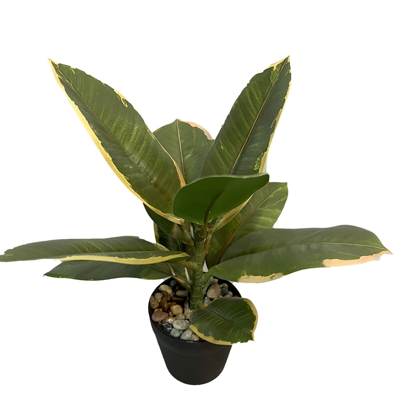 30cm Ficus elastica rubber plant in pot