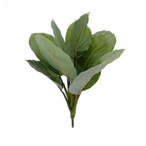 34cm Calathea orbifolia LY16807