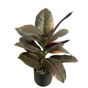 35cm Ficus elastica rubber plant in pot
