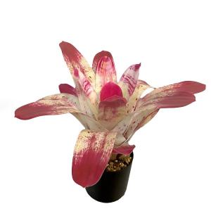 36CM Aechmea fasciata plan in pot