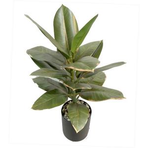 45cm Ficus elastica rubber plant in pot