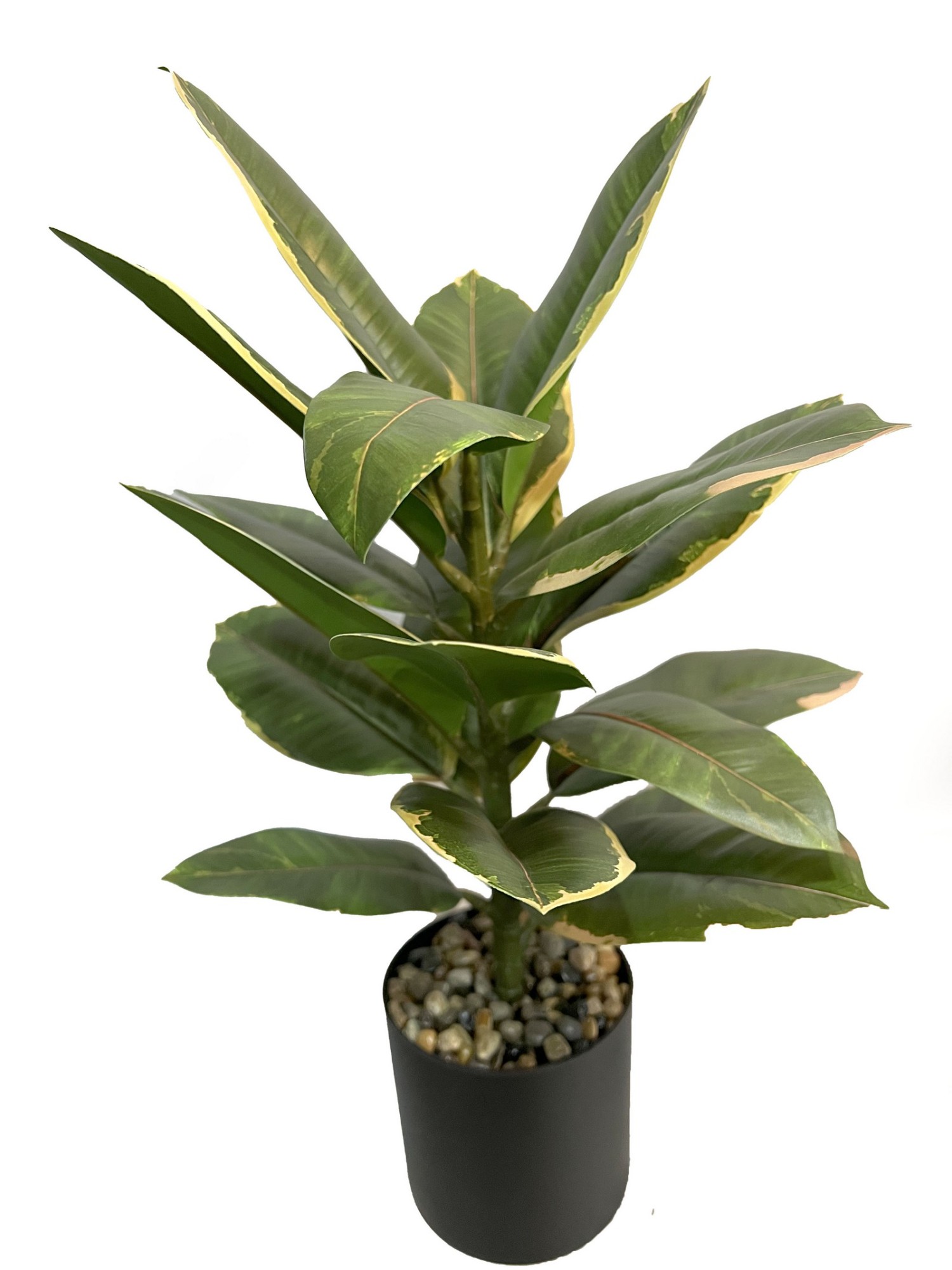 45cm Ficus elastica rubber plant in pot
