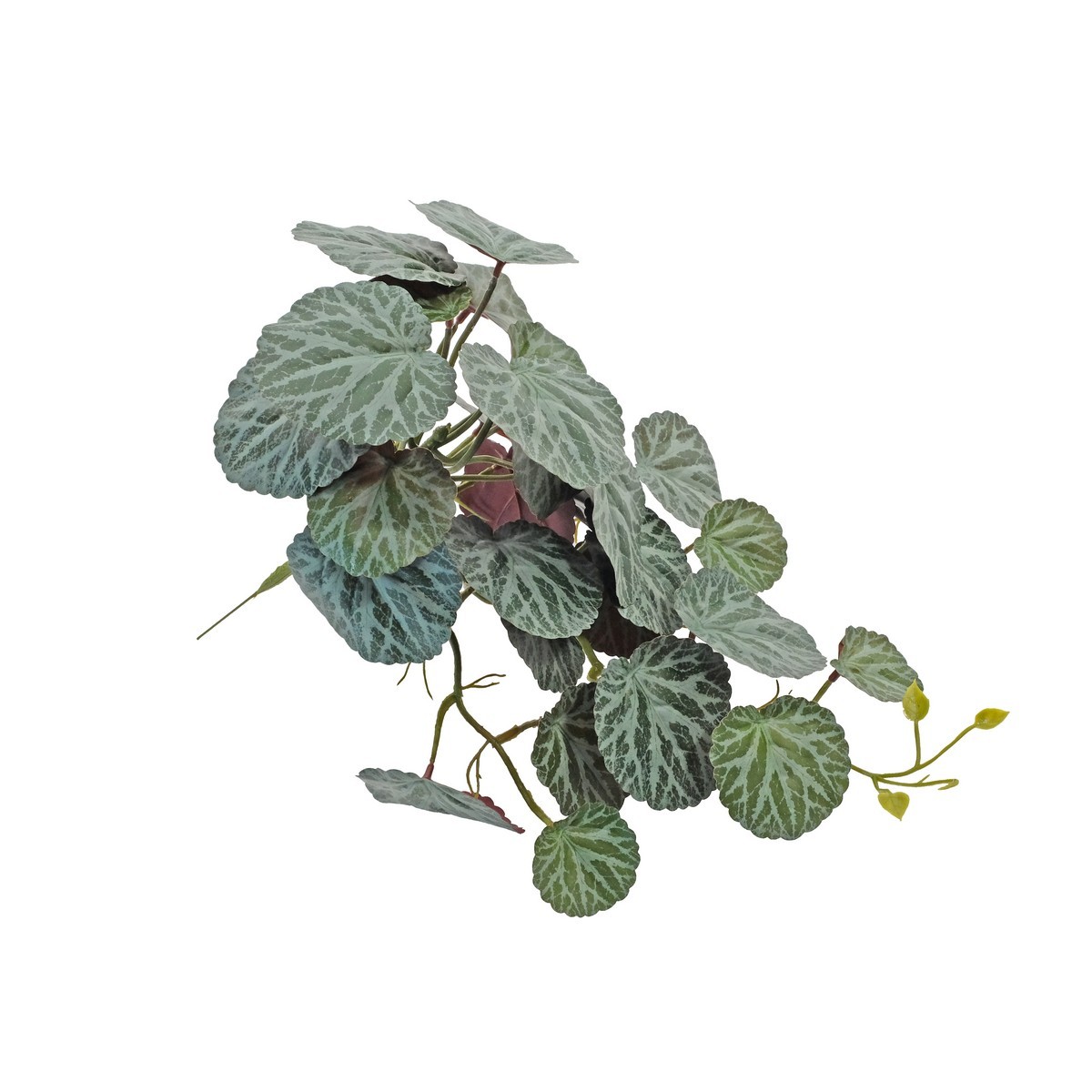 45cm Strawberry Begonia or Saxifraga stolonifera   bush hanging LY16803