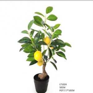 50cm Lemon Tree