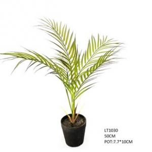 50cm  golden cane palm  tree