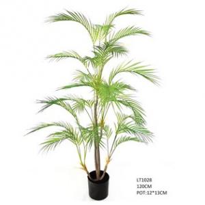 5叉1.2m  golden cane palm  tree