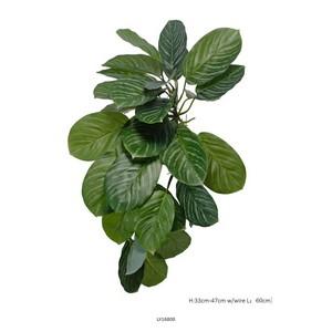 60cm Calathea orbifolia LY16808