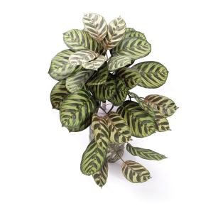 60cm Calathea orbifolia