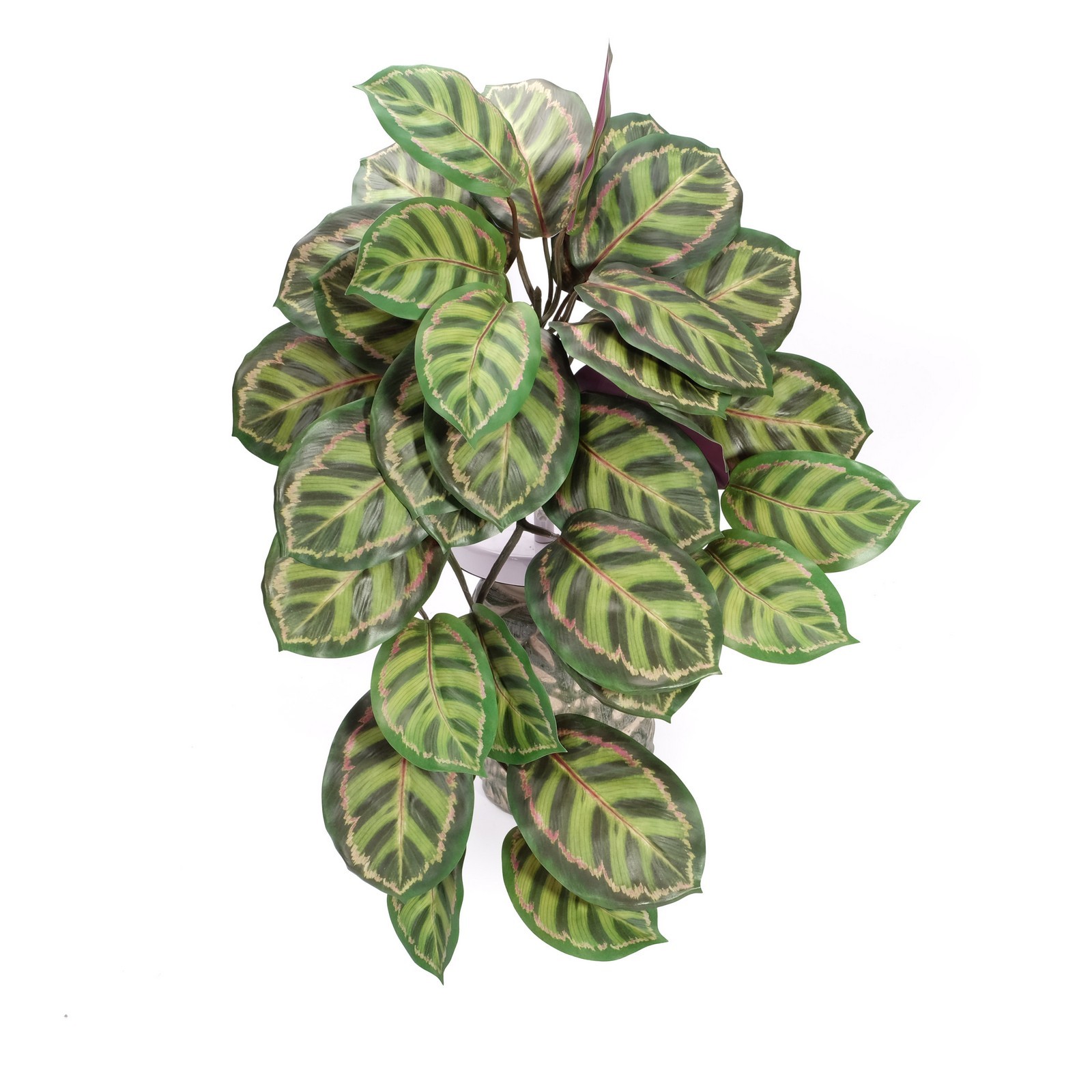 60cm Calathea orbifolia