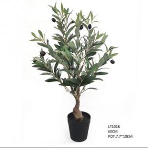 60cm  Olive Tree